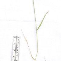 Perennial Rye-grass